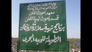 سلالات جديدة من الاقطان طويلة التيلة بالوجه البحرى 