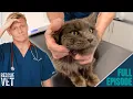Stinkiest rescue cat found abandoned in the streets Rescue Vet with Dr Scott Miller