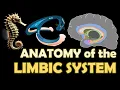The Emotional Brain Anatomy of the Limbic System