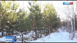 В Омске начали работу ёлочные базары