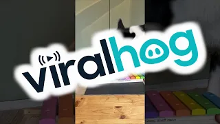 Simba The Percussion Enthusiast ViralHog 