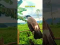 Download Lagu Suara Burung Kutilang Gacor Menekan Lawan, Kutilang Lain auto Emosi