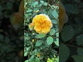 Download Lagu Bunga Mawar Kuning Wangi |  Poet’s Wife Rose 💛