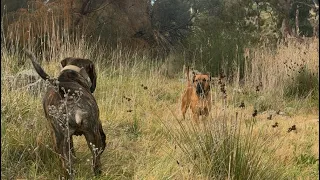 Molly the Boerboel Caroline Springs Creek Walk