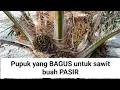 Lagu pupuk yang bagus untuk sawit buah pasir