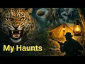 3 Leopards Hunted Same Day Donald Anderson