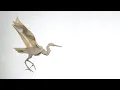 Origami Crane by Roman Diaz