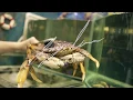 SupremeCrab