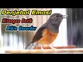 Download Lagu BELUM 30 DETIK‼️MURAI BATU HARIAN CUMA NGERIWIK LANGSUNG NAIK EMOSI JADI GACOR FULL BONGKAR ISIAN