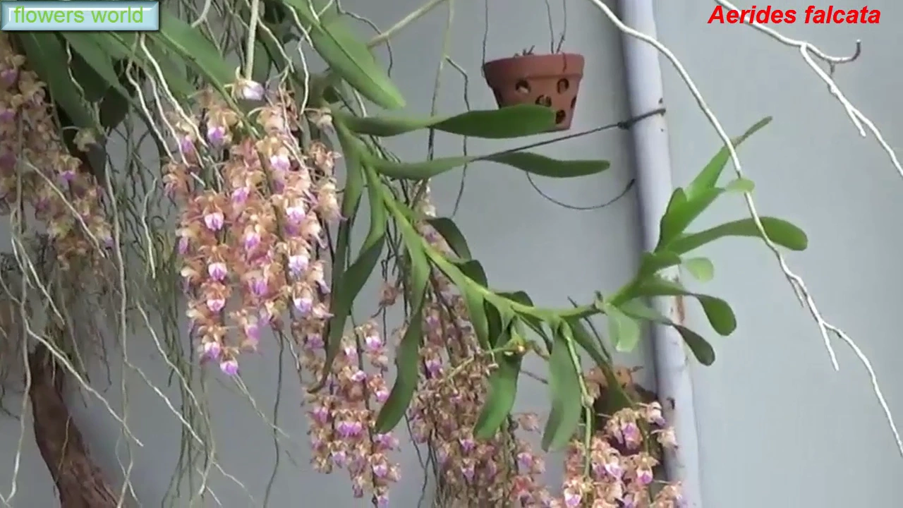 BEAUTIFUL ORCHID POTS AND THE LARGEST IN THE WORLD