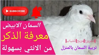 كيف تحدد عدد الذكر في السمان الابيض من بين الاناث دندنها