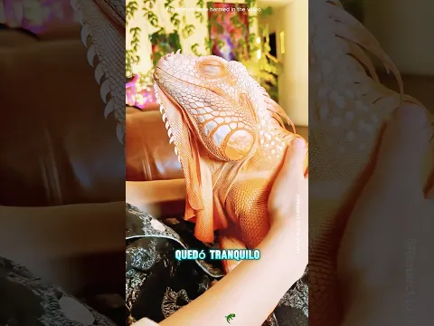 El hombre encontró una iguana rigida#shorts