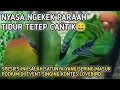 Download Lagu NYASA SAAT TIDUR - Spesies - Agapornis Lilianae Nyasa