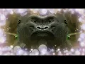 FOLKTRONICA-RITMO DE LA SELVA |Mix| Rodrigo Gallardo ▪ Chancha Via Circuito  ▪ El Búho