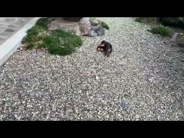 動画
