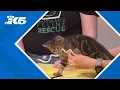 Kitten season prompts fundraiser and awareness around Seattle-area abandoned litters