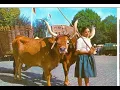 Download Lagu A Moca Do Carro De Boi Trio Parada Dura