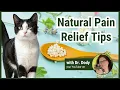 DIY Natural Pain Relief for Cats