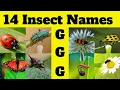 Insects and Bugs Vocabulary 14 Insect Names Start with Letter G Fun Education with Insects