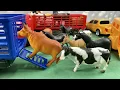 Download Lagu COWS, HORSES, OXEN, GOAT AND PIGS / VACAS, CAVALOS, BOIS, TOURO, CABRA E PORCOS