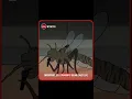 Download Lagu Dragonfly #facts #shortsfeed #dragonfly #insects #knowledge #science #fypシ #trending #viralshorts