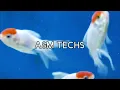 How to breed molly fish faster in malayalam | Molly fish fast breeding tips in malayalam