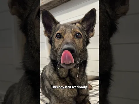 DNA testing my German Shepherd