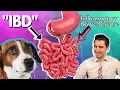 Can a Dog have IBD or Inflammatory Bowel Disease