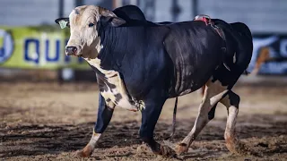 Rodeio de OUROESTE 2026 (SÁBADO / MELHORES MOMENTOS)