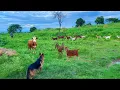 Download Lagu geiten grazen in het bos || Kleine geitenboerderij in het dorp ||