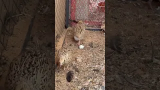 طيور السمان ياربي جمالهم ماشاءالله  طيور السمان ياربي جمالهم ماشاءالله