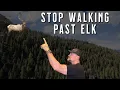 Elk LOVE This Terrain Feature Most Elk Hunters Ignore It