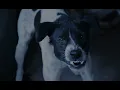 Download Lagu Suara Anjing Marah Menggongong Galak - Sound Effect