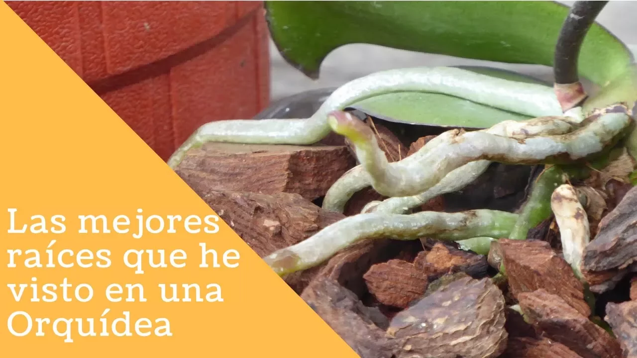LA ORQUÍDEA CON LAS MEJORES RAÍCES Y COMO OBTENERLA ORQUIPLANET
