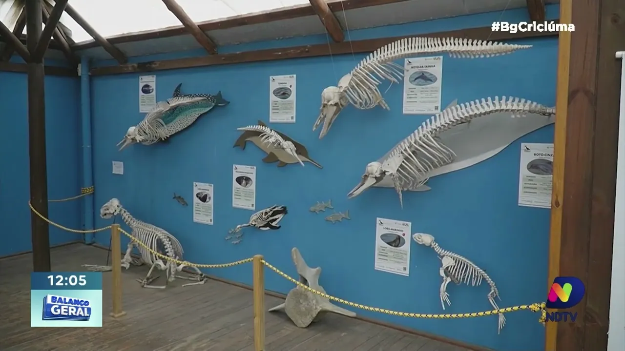 Estudo revela importância das baleias francas e impactos climáticos em Santa Catarina