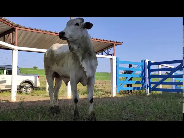 Merlin 