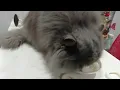 Why won t the cat eat squid