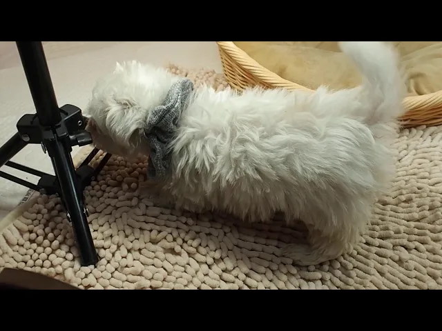 動画