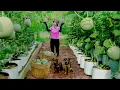 Download Lagu A Poor Girl Harvests Melons To Sell At The Market,Carefully Removes Corn Kernels To Feed Her Pountry