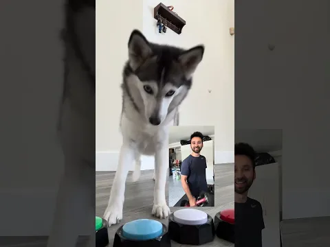 Lo que pasó cuando Sapphie llamó a papá y mamá al gym 👀🐾 #throwbackshorts