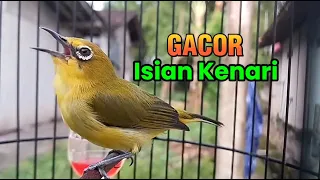 pleci gacor canary filling