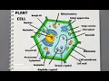 Plant Cell Diagram Drawing Plant Cell structure Labelled Step by step