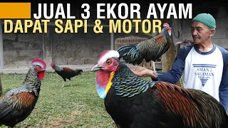cerita sukses 40 tahun ternak ayam hutan hijau