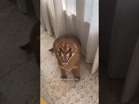 Karakal Ini Berjuang Demi Kucing Kesayangannya 🐈‍⬛