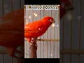 Download Lagu Jenis Burung Kenari Terlaris di Pasaran #shorts