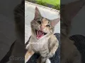 Download Lagu She’s beauty, she’s grace 😂 #mikathefluffy #cat #catfunny #purrfect