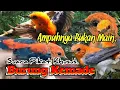 Download Lagu SUARA PIKAT PALING JITU. KHUSUS BURUNG KEMADE /CABE CABEAN..