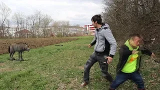 NAPAO NAS VUK, A ONDA JE ...