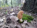 Hunting Morels In South East Oklahoma with my sidekick Diesel the Dog