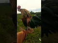 Download Lagu kokok ayam hutan
